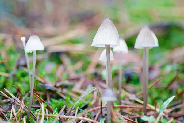 Weiße Kleine Pilze Wachsen Wald — Stockfoto