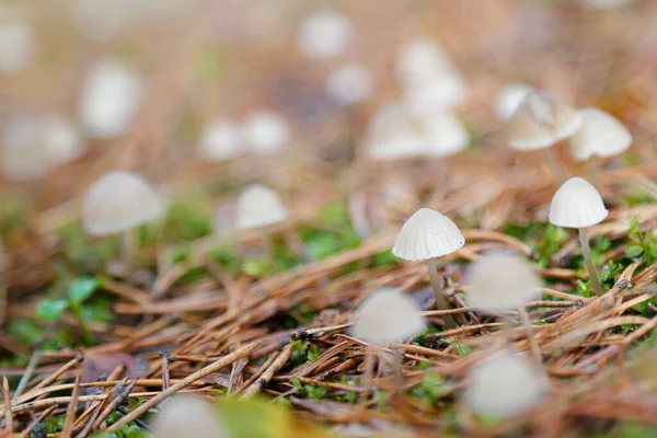 Pequenos Cogumelos Brancos Que Crescem Uma Floresta — Fotografia de Stock