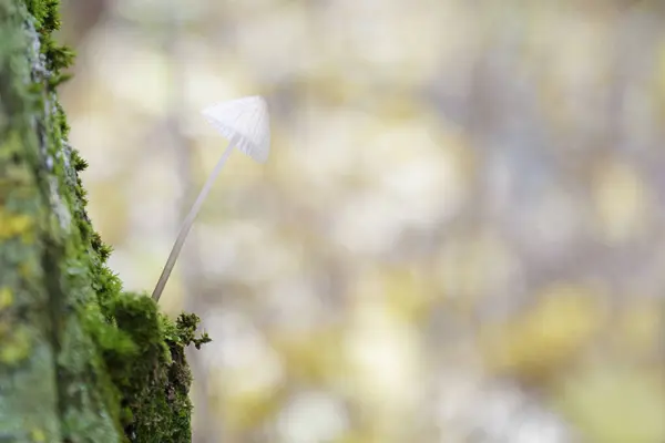 Petit Champignon Blanc Poussant Sur Tronc Arbre Dans Une Forêt — Photo