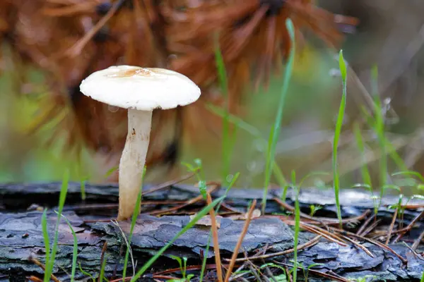 Kleiner Pilz Wächst Wald — Stockfoto