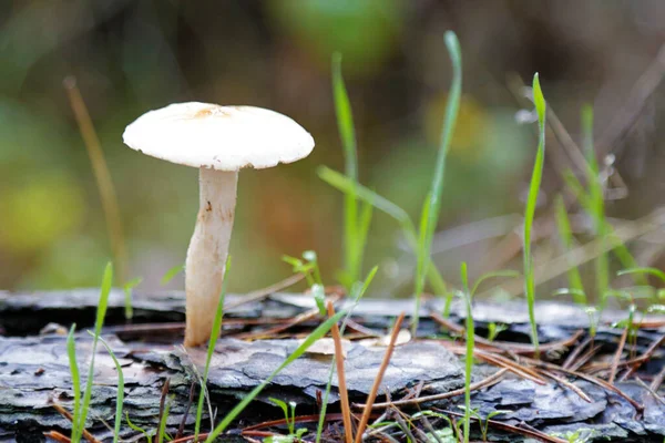 Kleiner Pilz Wächst Wald — Stockfoto