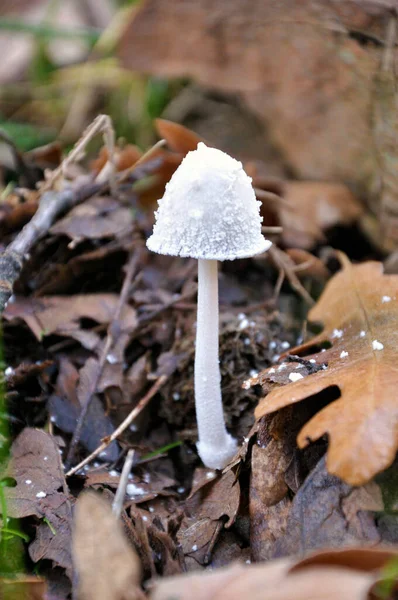 Detail Eines Wilden Kleinen Weißen Pilzes Einem Wald Spanien — Stockfoto