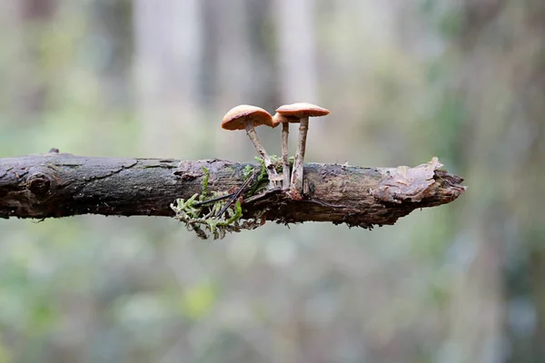 Galerina Marginata Small Branch Tree — Stock Photo, Image