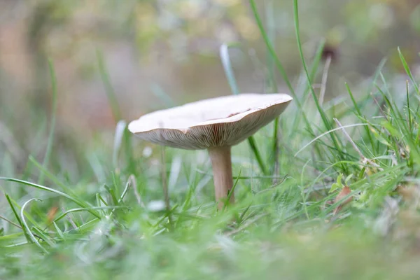 Nahaufnahme Eines Kleinen Pilzes Einem Wald Herbst — Stockfoto