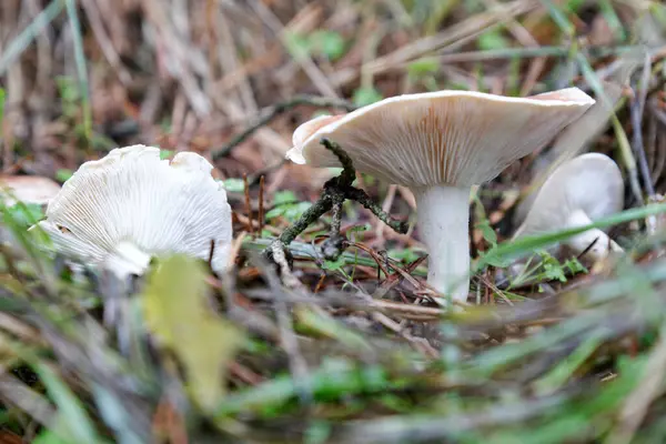Nahaufnahme Einiger Kleiner Pilze Einem Wald Herbst — Stockfoto