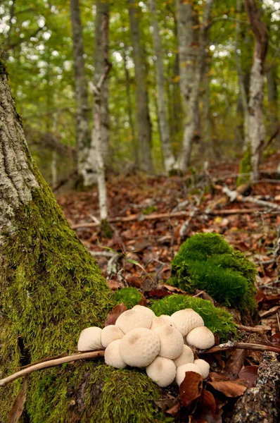 Vordergrund Nahaufnahme Eines Pilzes Namens Puffball Lycoperdon Perlatum Hintergrund Unscharf — Stockfoto