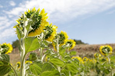 Bir yaz günü ayçiçekleri ekilmiş bir tarlanın arkası.