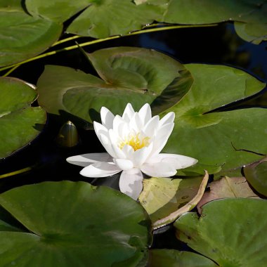 Gölette beyaz su zambağı