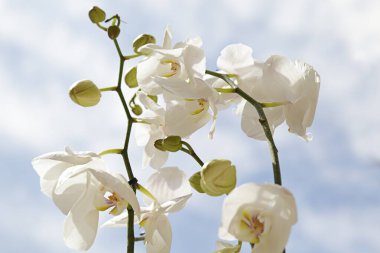 Bulutlu bir gökyüzüne karşı birkaç beyaz orkide