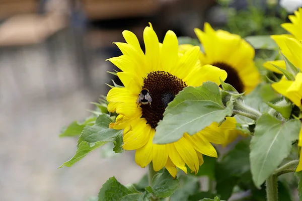 Hommel Zuigen Stuifmeel Een Zonnebloem Een Tuin — Stockfoto