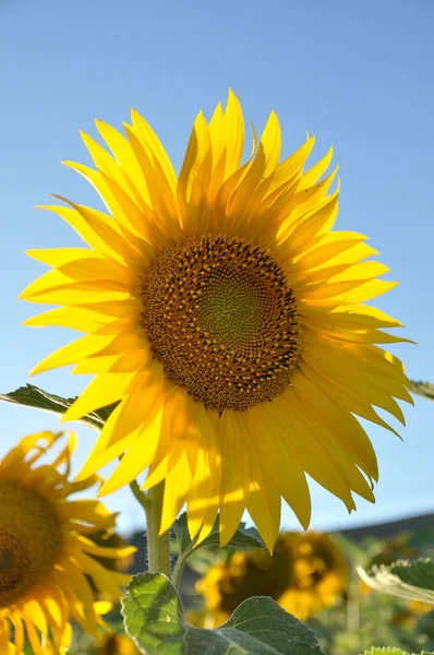 Een Zonnebloem Voorgrond Achtergrond Onscherp Een Veld Van Zonnebloemen Een — Stockfoto