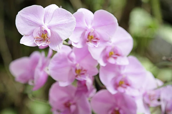 Varias Orquídeas Rosadas Invernadero —  Fotos de Stock