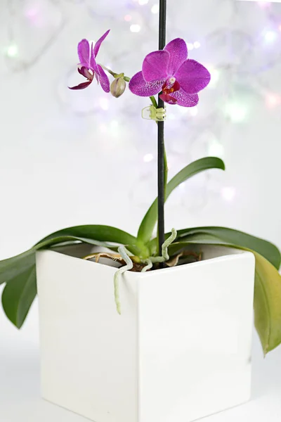 Pentola Con Due Orchidee Rosa Fondo Bianco — Foto Stock