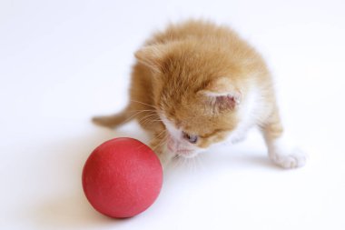 Beyaz arka planda kırmızı topla oynayan sevimli kızıl kedi yavrusu.