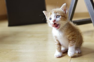 Sevimli kızıl kedicik evde oturup yalayarak