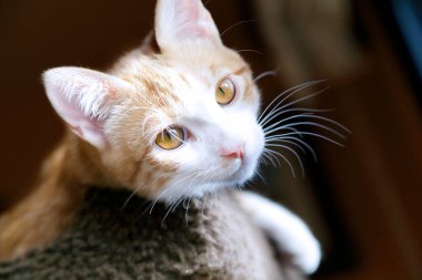 Tatlı kızıl kedi evde dinleniyor.