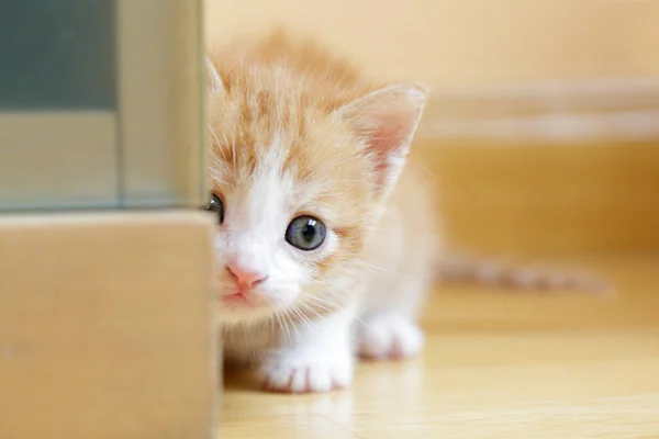 Gatinho Gengibre Bonito Escondido Atrás Armário Casa — Fotografia de Stock