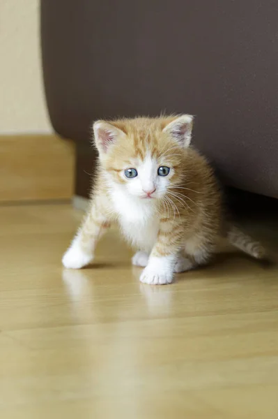 Cute Ginger Kitten Sitting Home — Stock Photo, Image