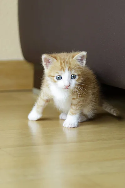 Evde Oturan Sevimli Kızıl Kedi Yavrusu — Stok fotoğraf