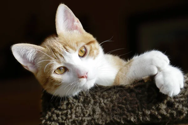 Gato Gengibre Bonito Descansando Casa — Fotografia de Stock
