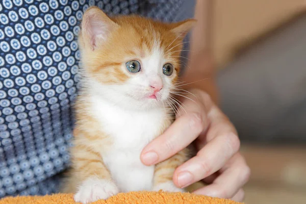 Mulher Mãos Segurando Gatinho Gengibre Bonito — Fotografia de Stock