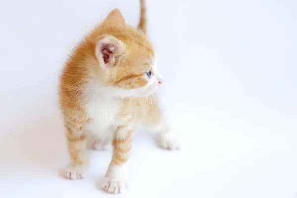 Beyaz Arka Planda Sevimli Kızıl Kedi Yavrusu — Stok fotoğraf