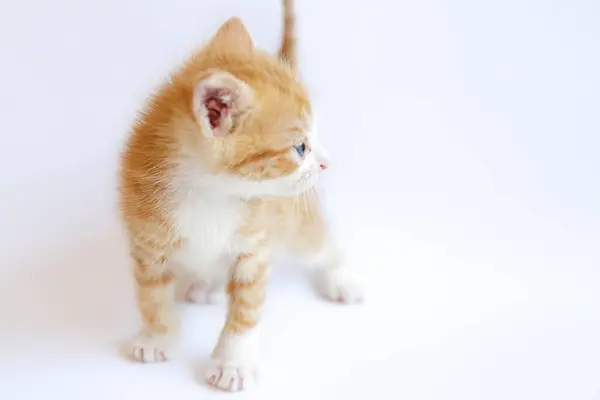 Gatinho Gengibre Bonito Fundo Branco — Fotografia de Stock