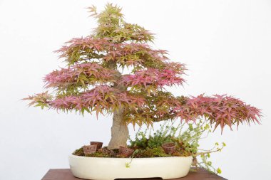 Japon akçaağaç (Acer Palmatum) bonsai beyaz arkaplanda izole edildi