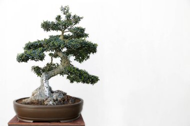 Ahşap bir masa üzerinde zeytin (Olea europaea) bonsai ve beyaz arkaplan