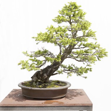 Beyaz ladin (picea glauca) tahtadan bir masa ve beyaz arka plan üzerinde bonsai