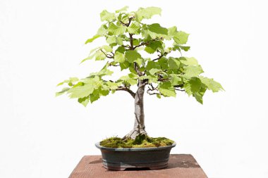 Ahşap bir masa ve beyaz arkaplan üzerinde ortak ela (corylus avellana) bonsai