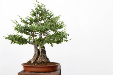 Ulmus Communis Bonsai ahşap bir masada ve beyaz arka planda.