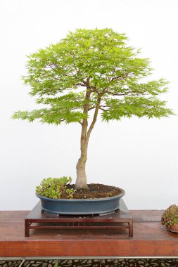 Acer palmatum sango kaku bonsai Ahşap bir masa ve beyaz arka plan