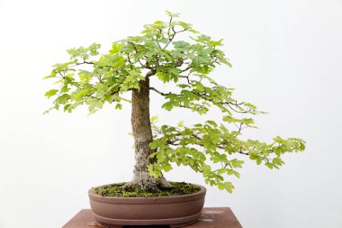 Ahşap bir masa ve beyaz bir arka plan üzerinde Acer campestre bonsai