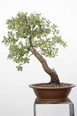 Tahta bir masa üzerinde Evergreen Oak (quercus ilex) bonsai ve beyaz arkaplan