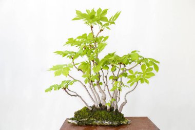 Tahta bir masa üzerinde at kestanesi (aesculus hippocastanum) bonsai ve beyaz arka plan