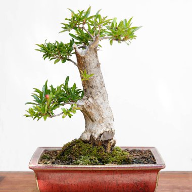 Tahta masa ve beyaz arkaplan üzerinde nar (punica granatum) bonsai