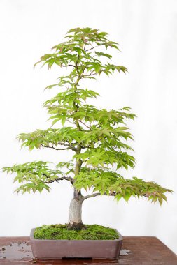 Ahşap bir masa ve beyaz arkaplan üzerinde Japon akçaağacı (Acer Palmatum) bonsai