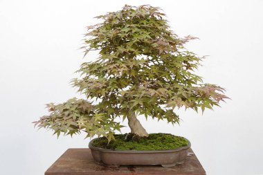 Japon akçaağacı (Acer Palmatum) bonsai beyaz üzerine izole edildi