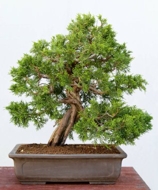 Ahşap bir masa ve beyaz arka planda Juniperus chinensis itoigawa bonsai