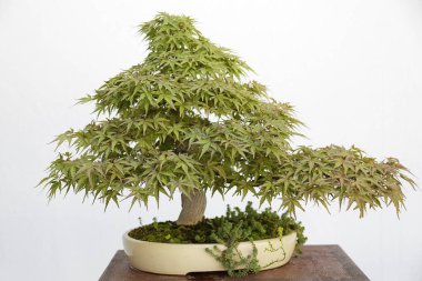 Acer palmatum arakawa hinoki bonsai ahşap bir masa ve beyaz arka plan üzerinde