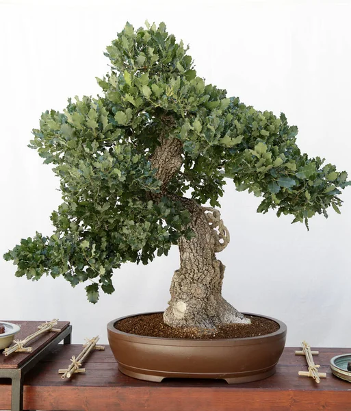 Ahşap bir masa ve beyaz arka planda meşe (quercus) bonsai
