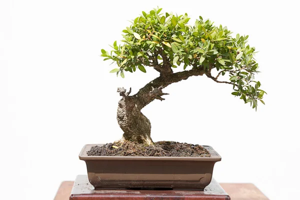 Tahta bir masa ve beyaz arkaplan üzerinde ortak kutu (buxus sempervirens) bonsai