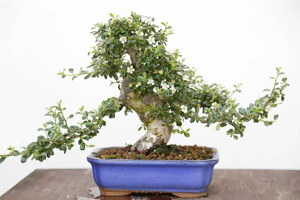 Ahşap bir masa ve beyaz arka plan üzerinde Cotoneaster yatay bonsai