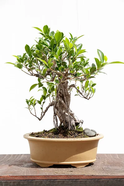 Ficus Retusa Bonsai Sobre Una Mesa Madera Fondo Blanco — Foto de Stock