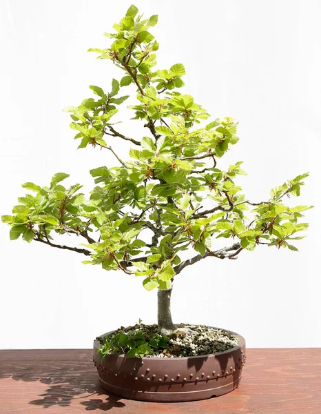 Tahta bir masa ve beyaz arkaplan üzerinde Avrupa veya Yaygın Beech (Fagus sylvatica) bonsai