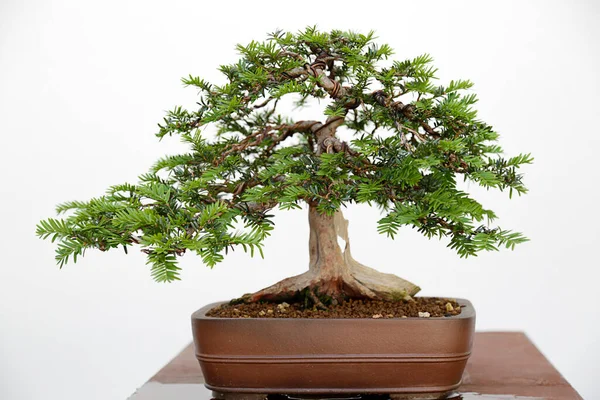  Tahta bir masa ve beyaz arkaplan üzerinde Avrupa porsuğu (Taxus baccata) bonsai