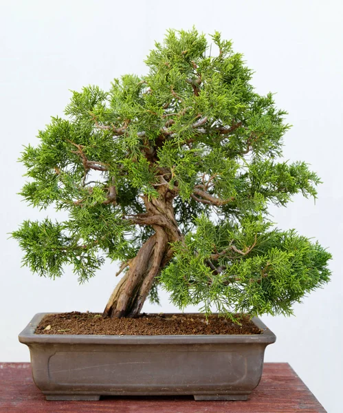 Ahşap bir masa ve beyaz arka planda Juniperus chinensis itoigawa bonsai