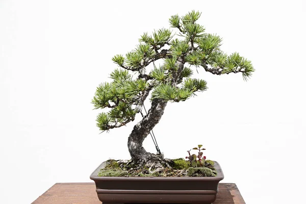 Tahta bir masa ve beyaz arka plan üzerinde İskoç çamı (pinus sylvestris) bonsai
