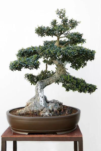 Ahşap bir masa üzerinde zeytin (Olea europaea) bonsai ve beyaz arkaplan